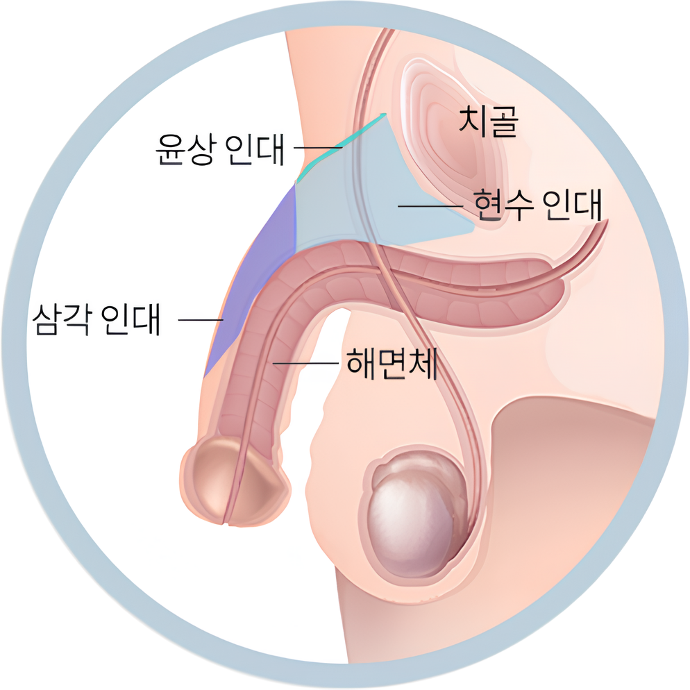 음경 현수 구조와 인대 참고 도식